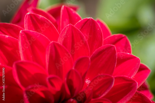 Close up of Red Dahlia Flower Petals