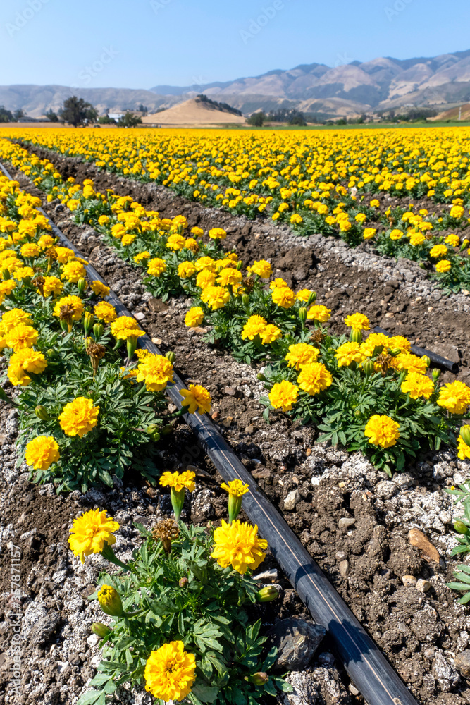 Field of Marigold Flowers