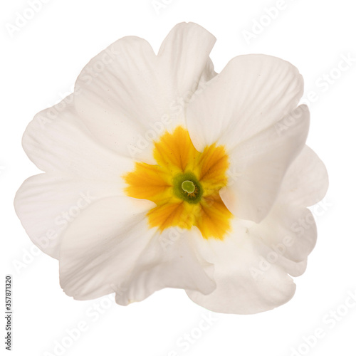 Top view single white primrose flower with yellow heart, isolated on white background