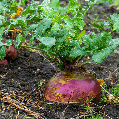 Close up of rutabaga in the rain (Brassica napobrassica) - swede, neep, turnip or snagger
