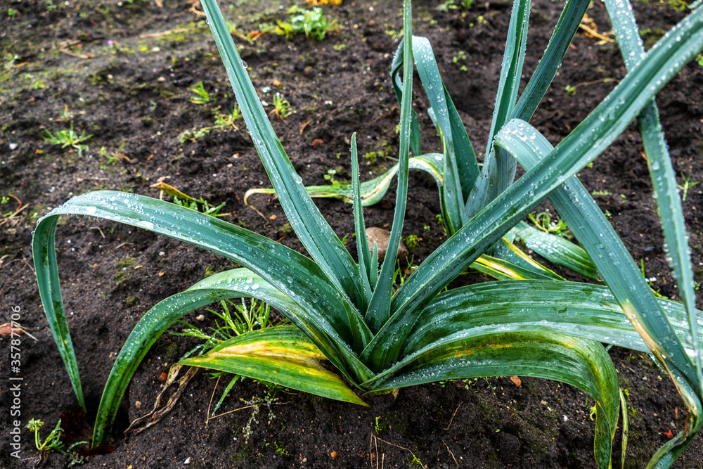 Obraz premium Close up of leek plant in the rain (Allium ampeloprasum)