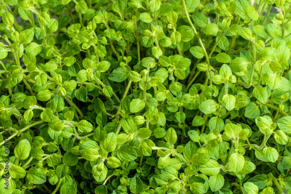 Obraz premium Close up of oregano growing (Oreganum vulgare) 