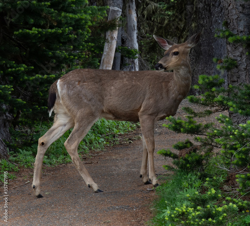 Isolated black tailed deer at Hurricane Ridge in the Pacific Northwest