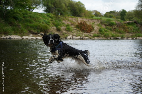 Springer Spaniel Running in Water