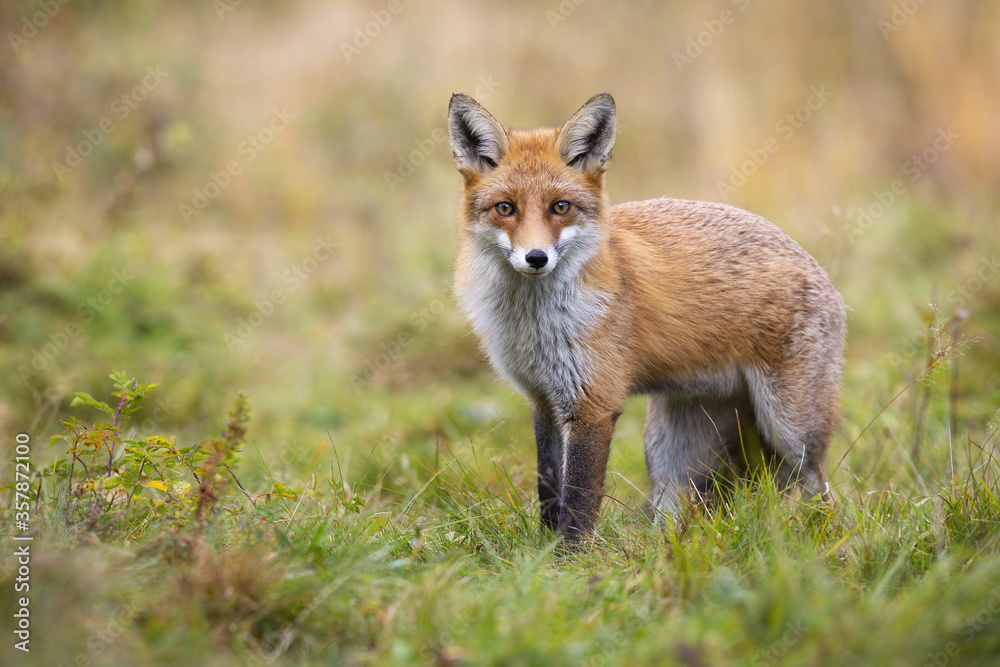 Gentle red fox, vulpes vulpes, looking into camera in autumn nature. Curious mammal staring in fall with copy space. Animal wildlife from low angle view.