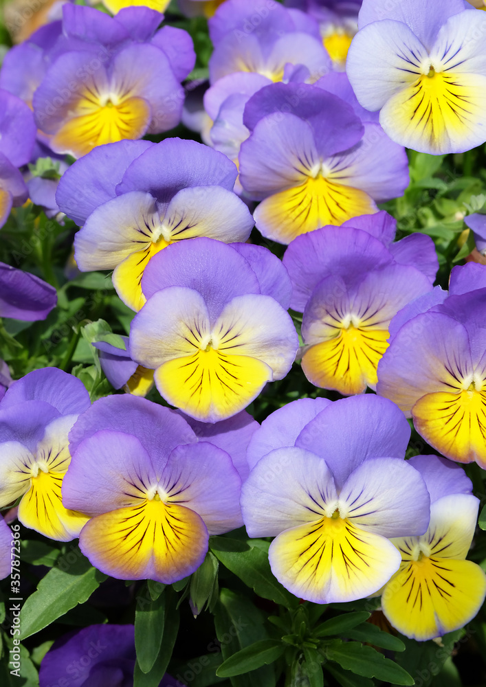 Pansies in the flowerbed in summer, macro photography, floral background, vertical composition