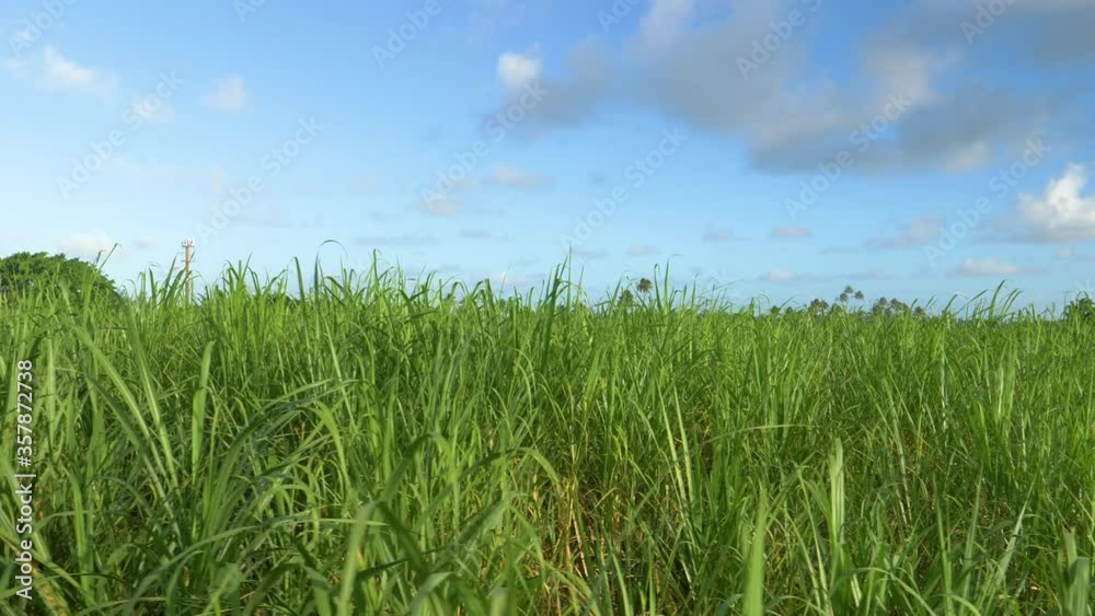 CLOSE UP: Stalks of sugarcane grow high in the air in the calm countryside of Barbados. Warm tropical sun shines on the exotic countryside of a remote island in the Caribbean. Farmland in Barbados. CLOSE UP: Stalks of sugarcane grow high in the air in the calm countryside of Barbados. Warm tropical sun shines on the exotic countryside of a remote island in the Caribbean. Farmland in Barbados.