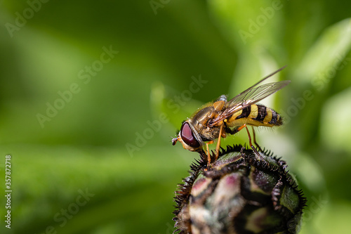 The bee produces pollen on the flower Bud. Spring Sunny day. Macro mode. © Sergey Potapov