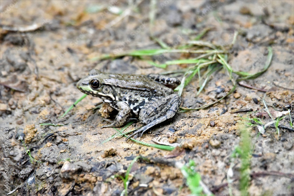 frog on the ground next to a swamp frog on the ground next to a swamp