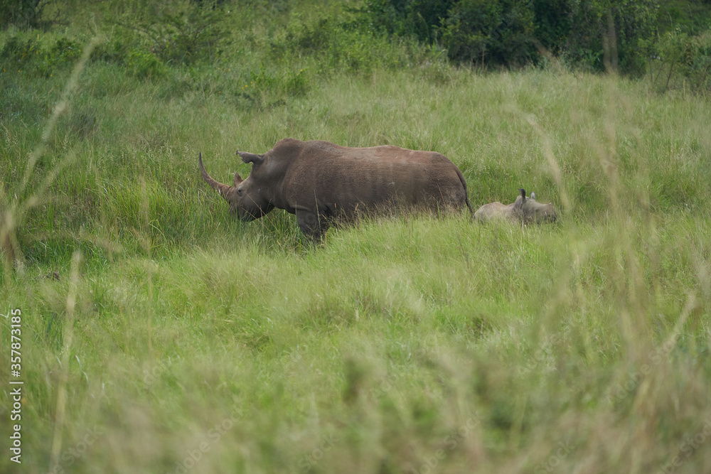Rhino Baby and Mother- Rhinoceros with Bird Black rhinoceroshook-lipped rhinoceros Diceros bicornis