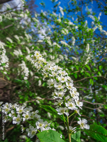 Blossom of Prunus padus_bird cherry