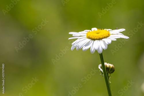 a beautiful white daisy