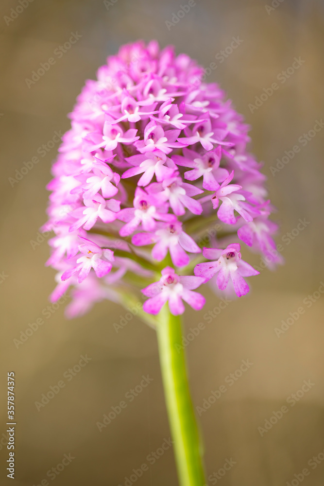 Obraz premium Orquídea piramidal (Anacamptis pyramidalis)