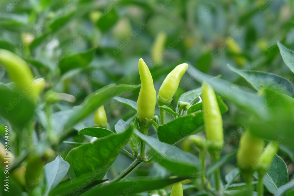 Naklejka premium Red chili and green chili peppers on the tree in garden. Thai chilli tree agriculteral in organic farm in Thailand.