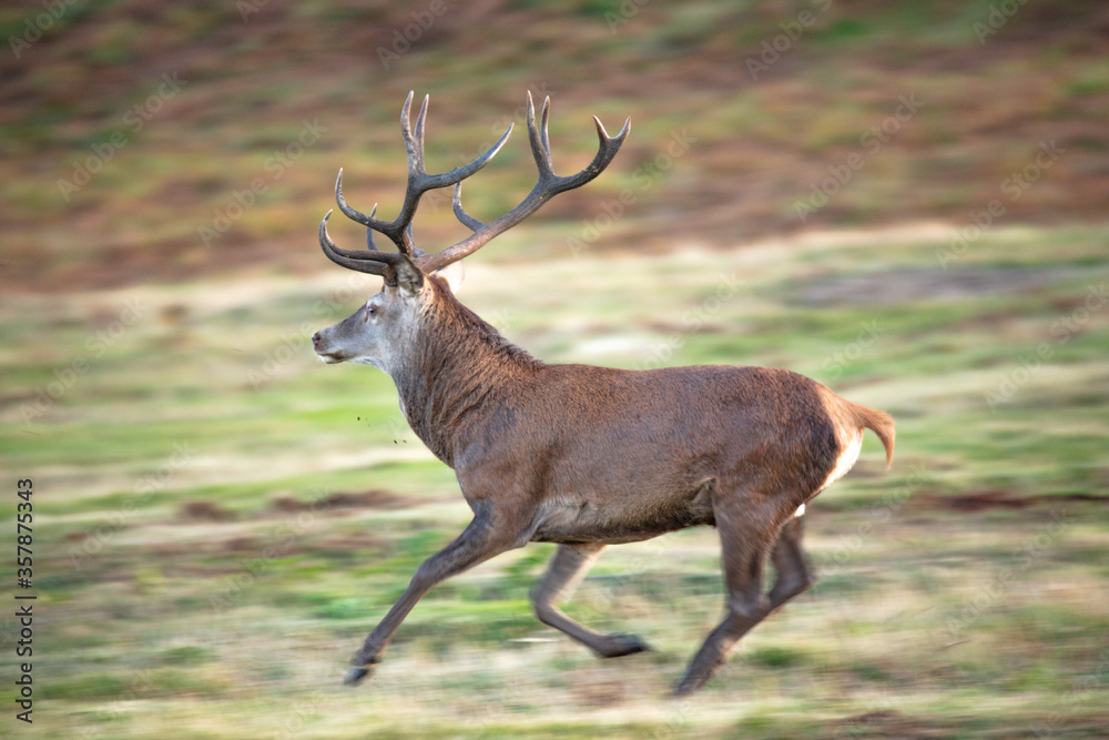 Fototapeta premium Male Red Deer running at Old John in Bradgate Country Park
