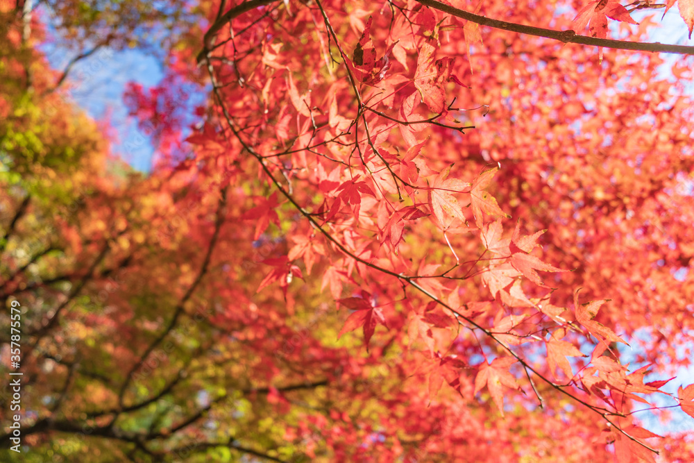 The Autumn Colors of Echizen Ono Castle in Fukui, Japan The Autumn Colors of Echizen Ono Castle in Fukui, Japan