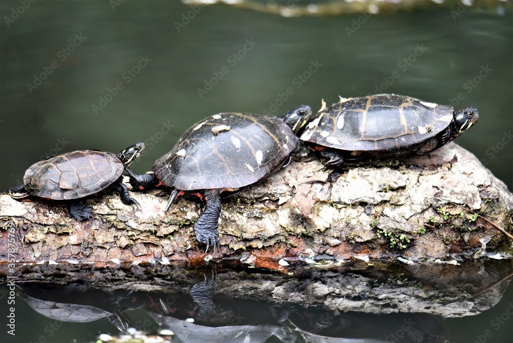 Fototapeta premium three turtles on a log