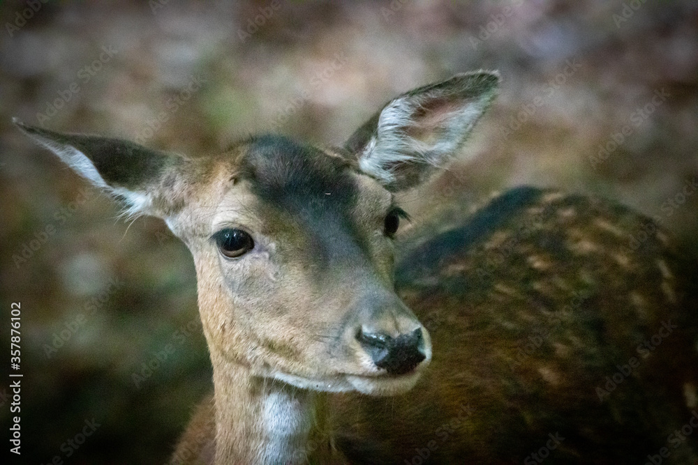 a female Fallow deer a female Fallow deer