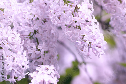 The lilac of a soft pink hue was shot close-up on a blurred garden background. The photo in pastel shades was made for your most delicate design.