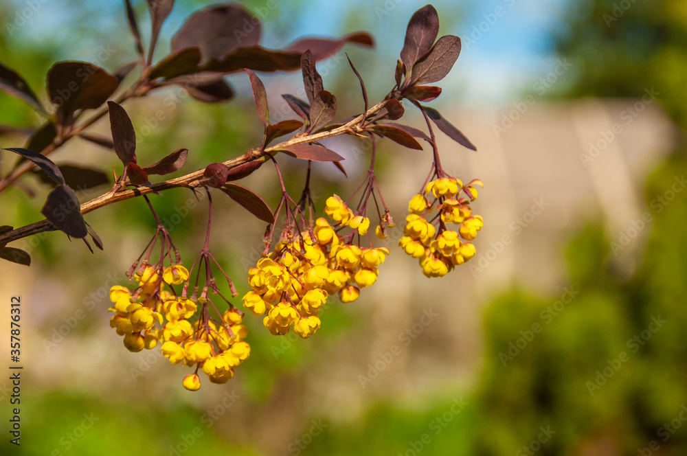 Blooming spring barberry flowers on a natural background