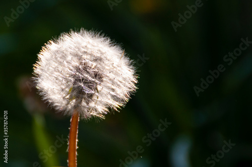 Dandelion on a natural background. Spring flowers.