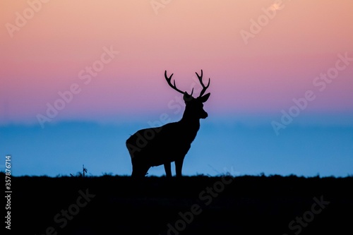 Male red deer at Old John in Bradgate Country Park © Joshua