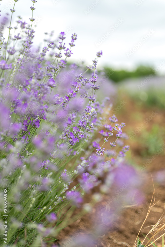 Obraz premium Lavender flowers at bloomed purple lavender field before sunset. Selective focus.
