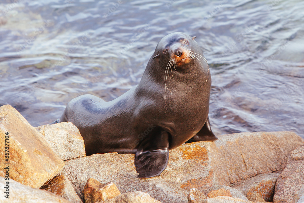 Fototapeta premium Seal in Narooma Inlet Australia