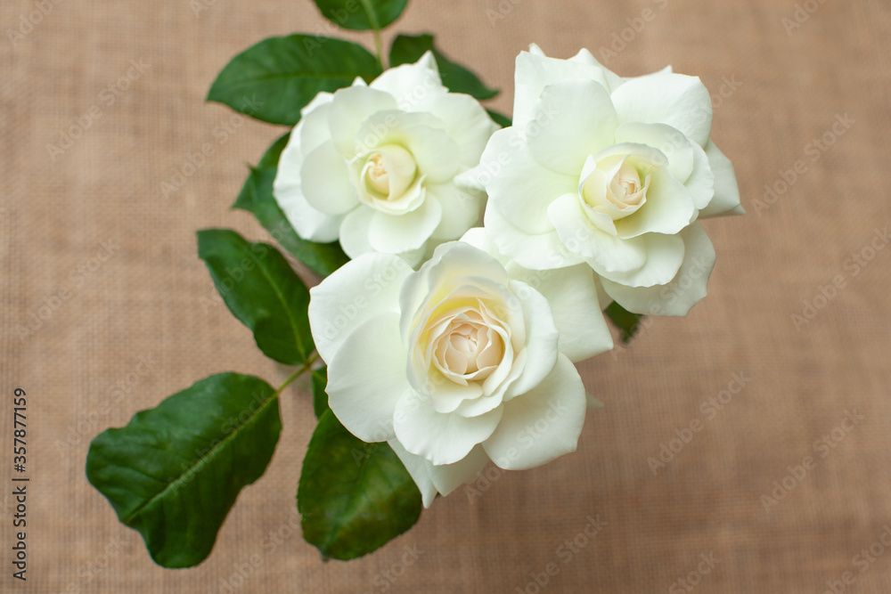 白い薔薇3輪 白い薔薇3輪
