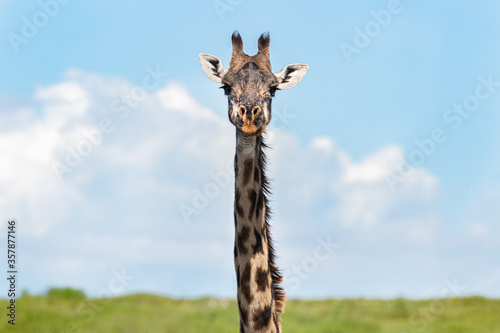 Giraffe standing out with the African sky on the backgrounds, Ndutu, Tanzania  © Roi