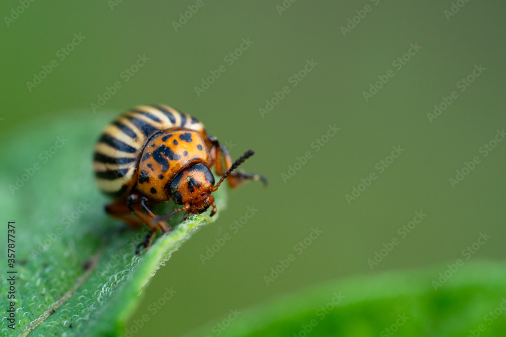 Potato bugs on foliage of potato in nature, natural background, macro image Potato bugs on foliage of potato in nature, natural background, macro image