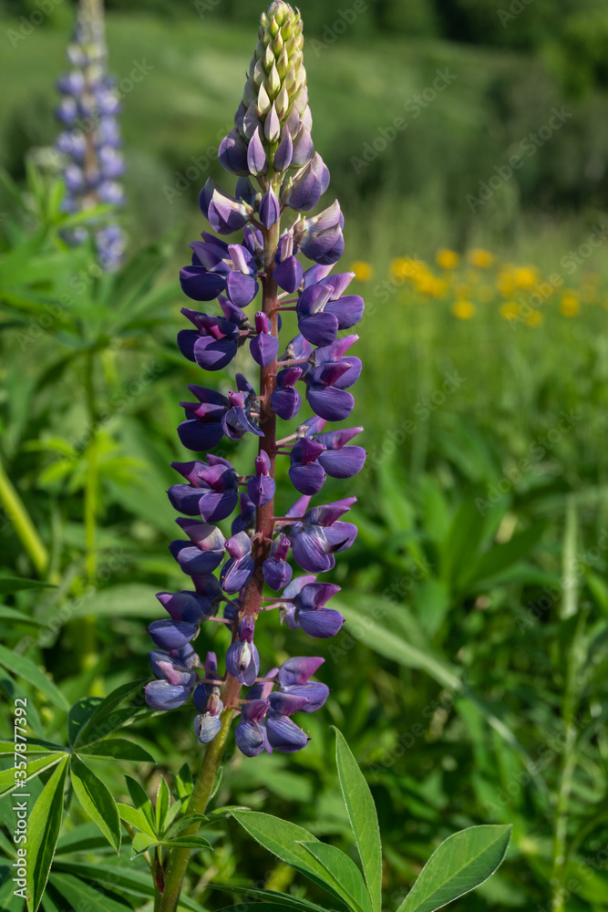Fototapeta premium Lupine flower in a meadow among grass. Purple flowers among green grass. Yellow dandelions in the blur in the background