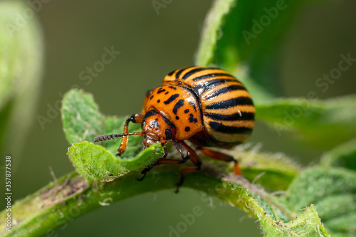 Potato bugs on foliage of potato in nature, natural background, macro image