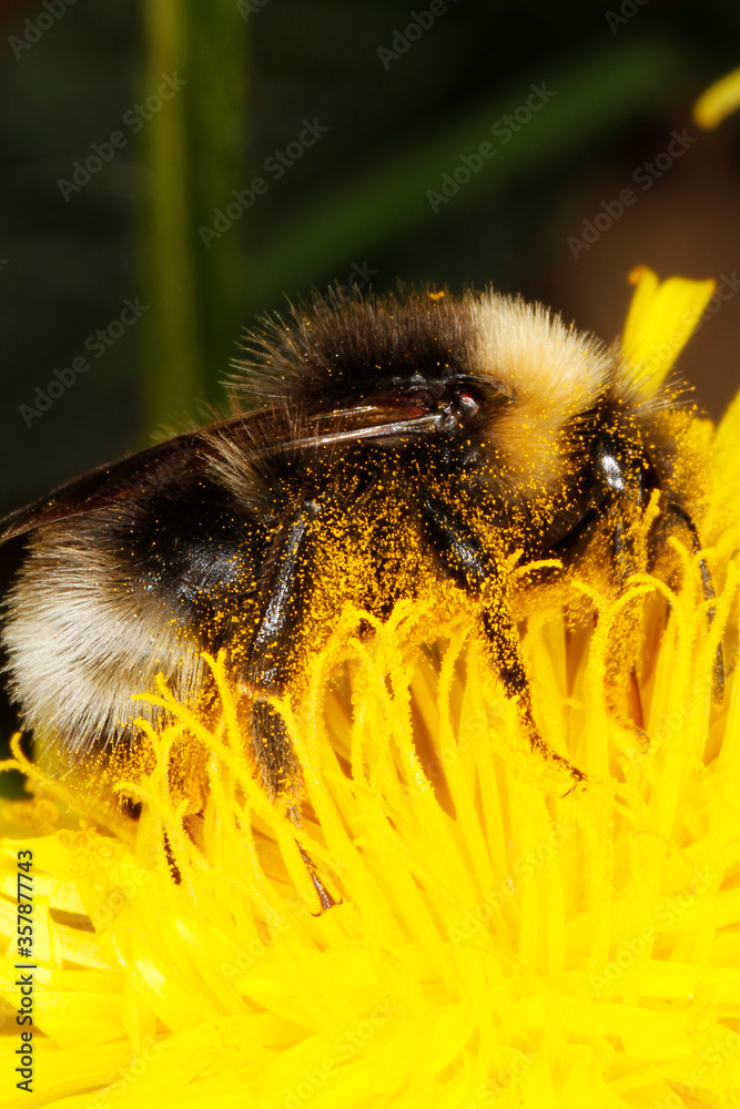 Bumblebee, Bombus, Insect, Nectar, Pollen, Thuringia, Germany, Europe Bumblebee, Bombus, Insect, Nectar, Pollen, Thuringia, Germany, Europe