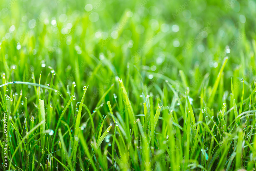 Beauty backgrounds with foliage, green grass, dew drops and bokeh Beauty backgrounds with foliage, green grass, dew drops and bokeh
