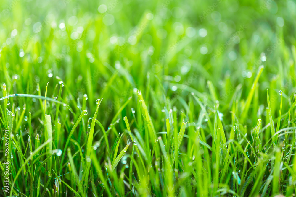 Beauty backgrounds with foliage, green grass, dew drops and bokeh