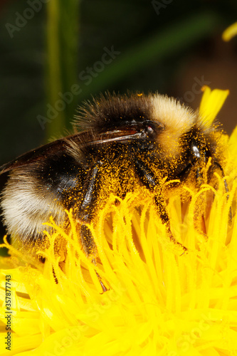Bumblebee, Bombus, Insect, Nectar, Pollen, Thuringia, Germany, Europe