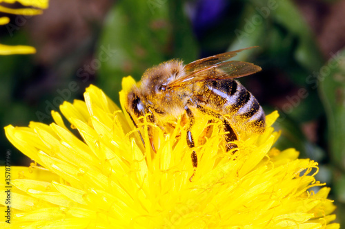 Bee, honeybee, Apis mellifera, Pollen, Thuringia, Germany, Europe © Klaus Nowottnick