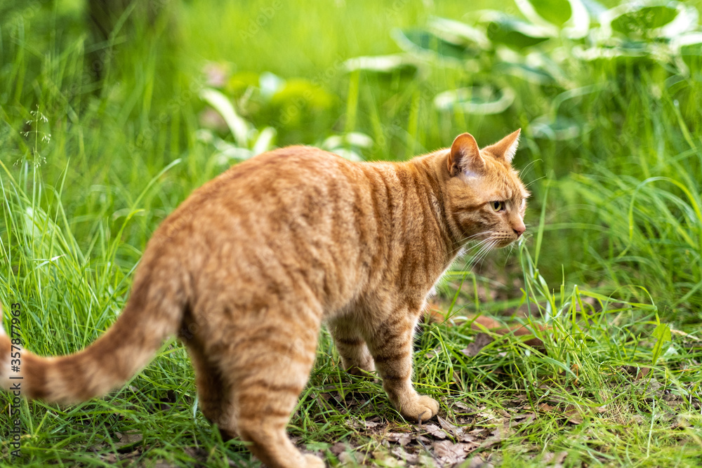 Ginger tabby cat 