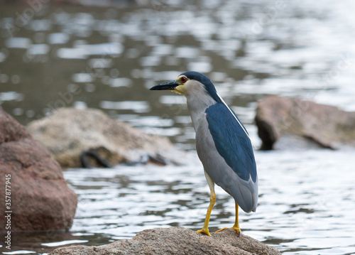 Black-crowned Night Heron (Nycticorax nycticorax) on the river © Alexey