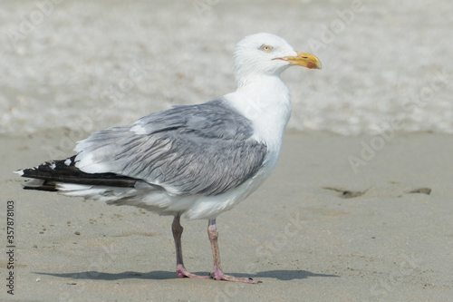 hunrige gull on the beach. High quality photo photo