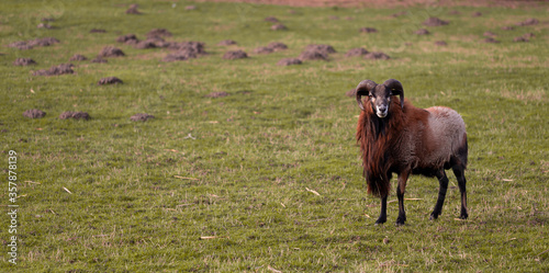 goat standing on field