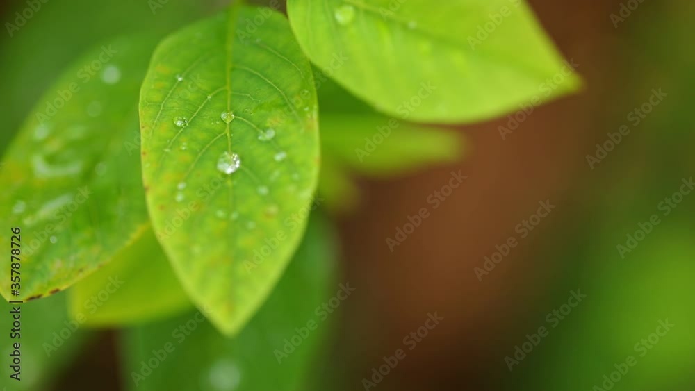 Flowing rain water on fresh green leaf Flowing rain water on fresh green leaf