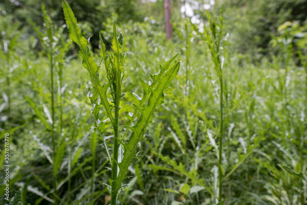 Thistle area of forest near Erlangen Thistle area of forest near Erlangen
