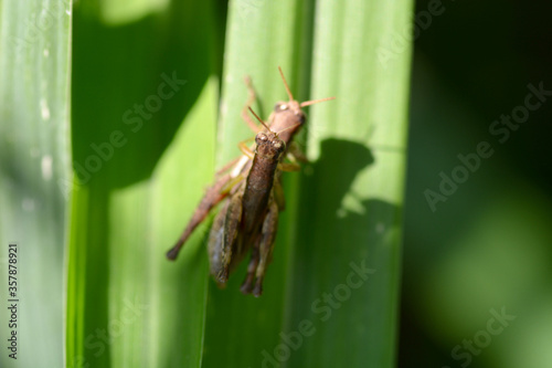grasshopper is on a green leaf 
