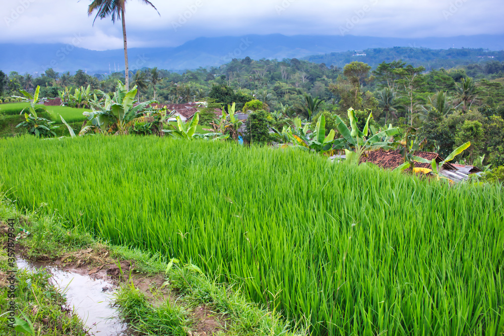 Fototapeta premium Rice fields in Sukabumi, West Java, Indonesia