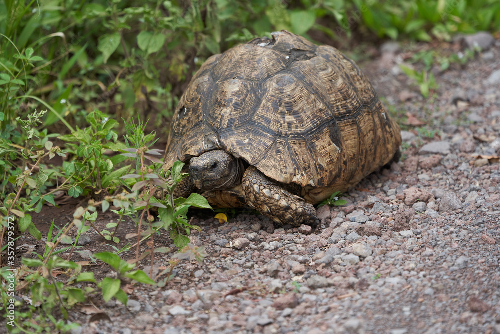 Leopard tortoise Stigmochelys pardalis Africa Kenya Tanzania large and attractively marked found in the savannas Leopard tortoise Stigmochelys pardalis Africa Kenya Tanzania large and attractively marked found in the savannas