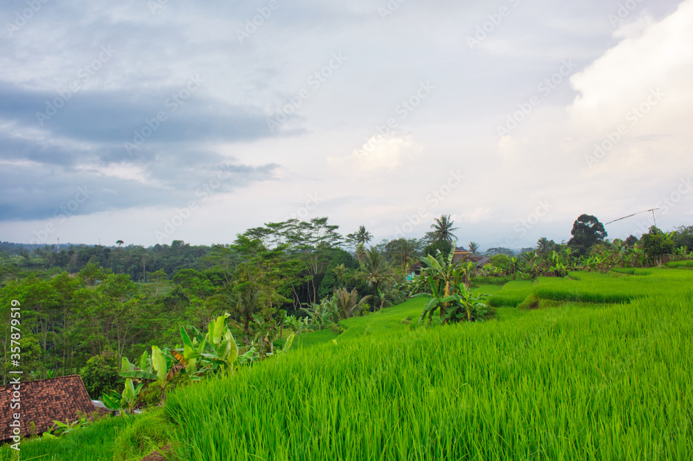 Rice fields in Sukabumi, West Java, Indonesia