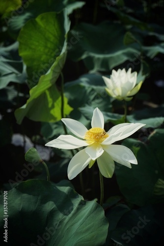 White lotus