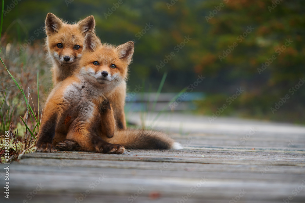 Fototapeta premium Wild baby red foxes at the beach, June 2020, Nova Scotia, Canada